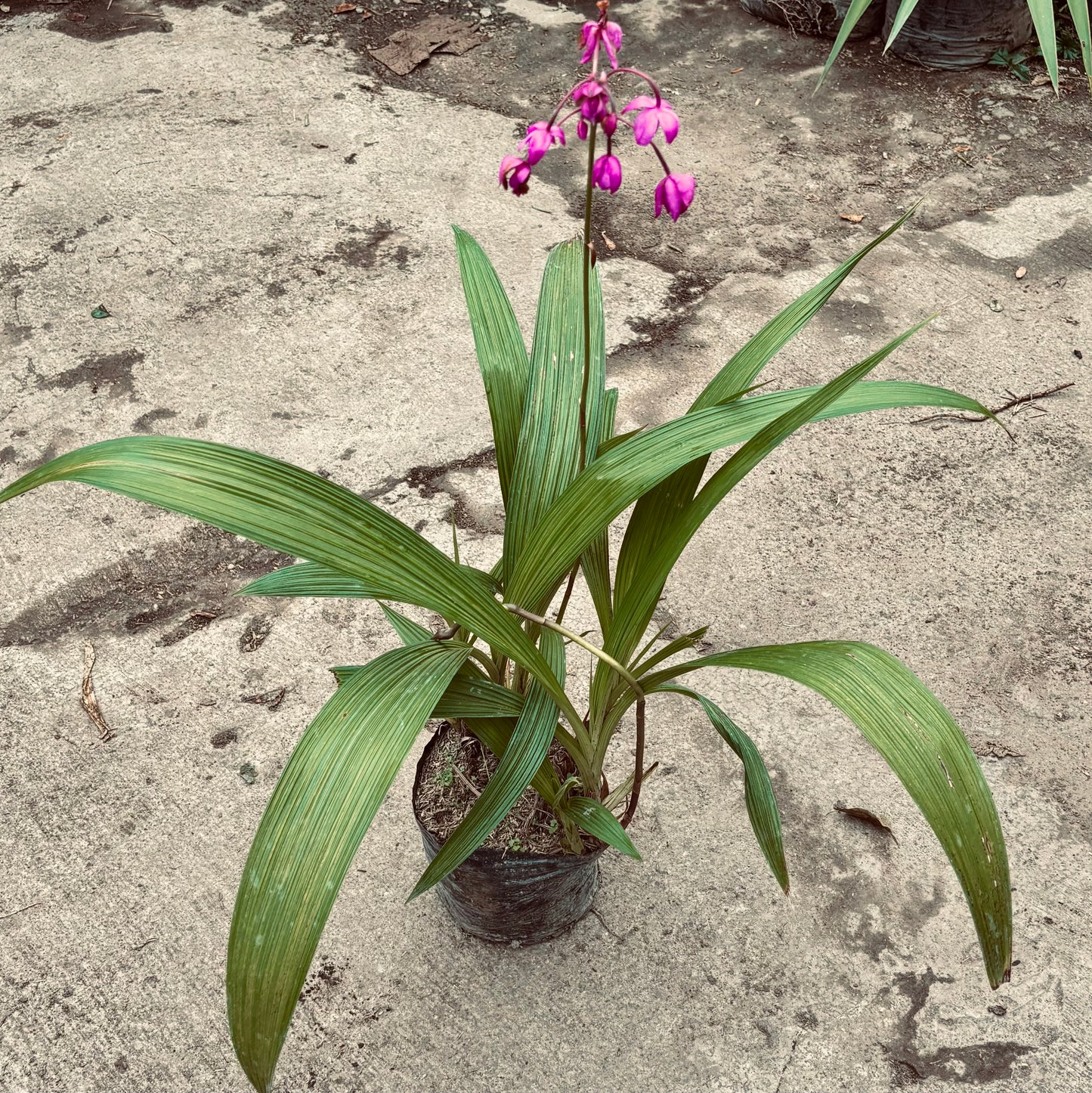 Orquídea Spathoglottis