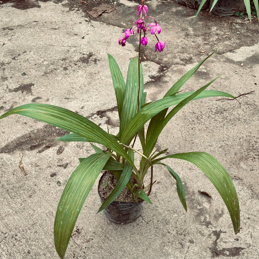 Orquídea Spathoglottis