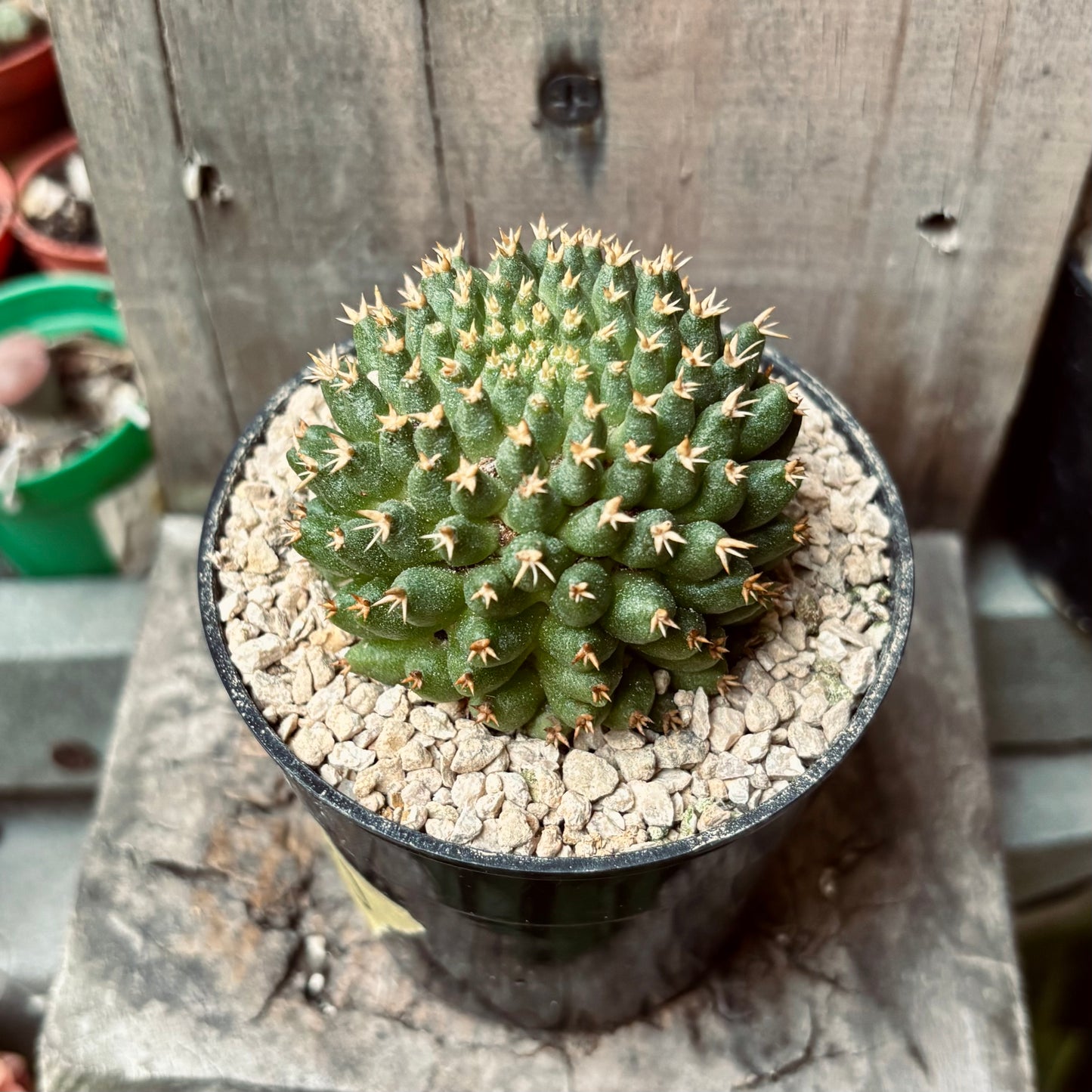 Cactus Mammillaria Bru
