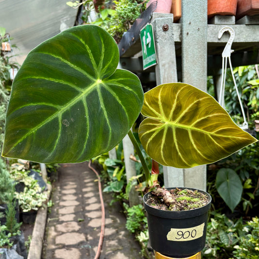 Filodendro Luxurians
