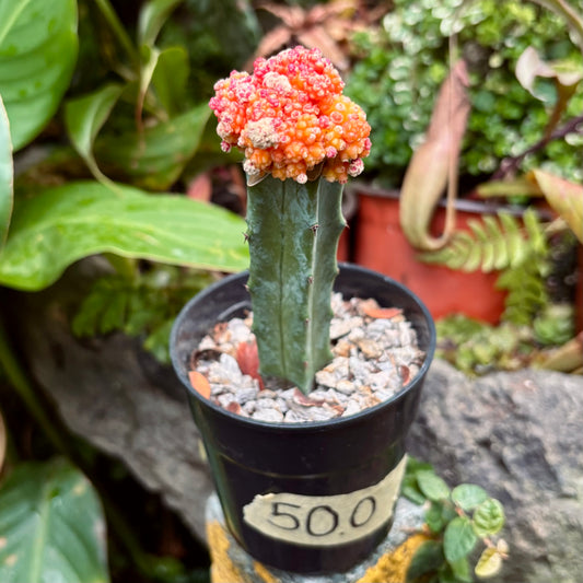 Cactus Coreano Monstruoso