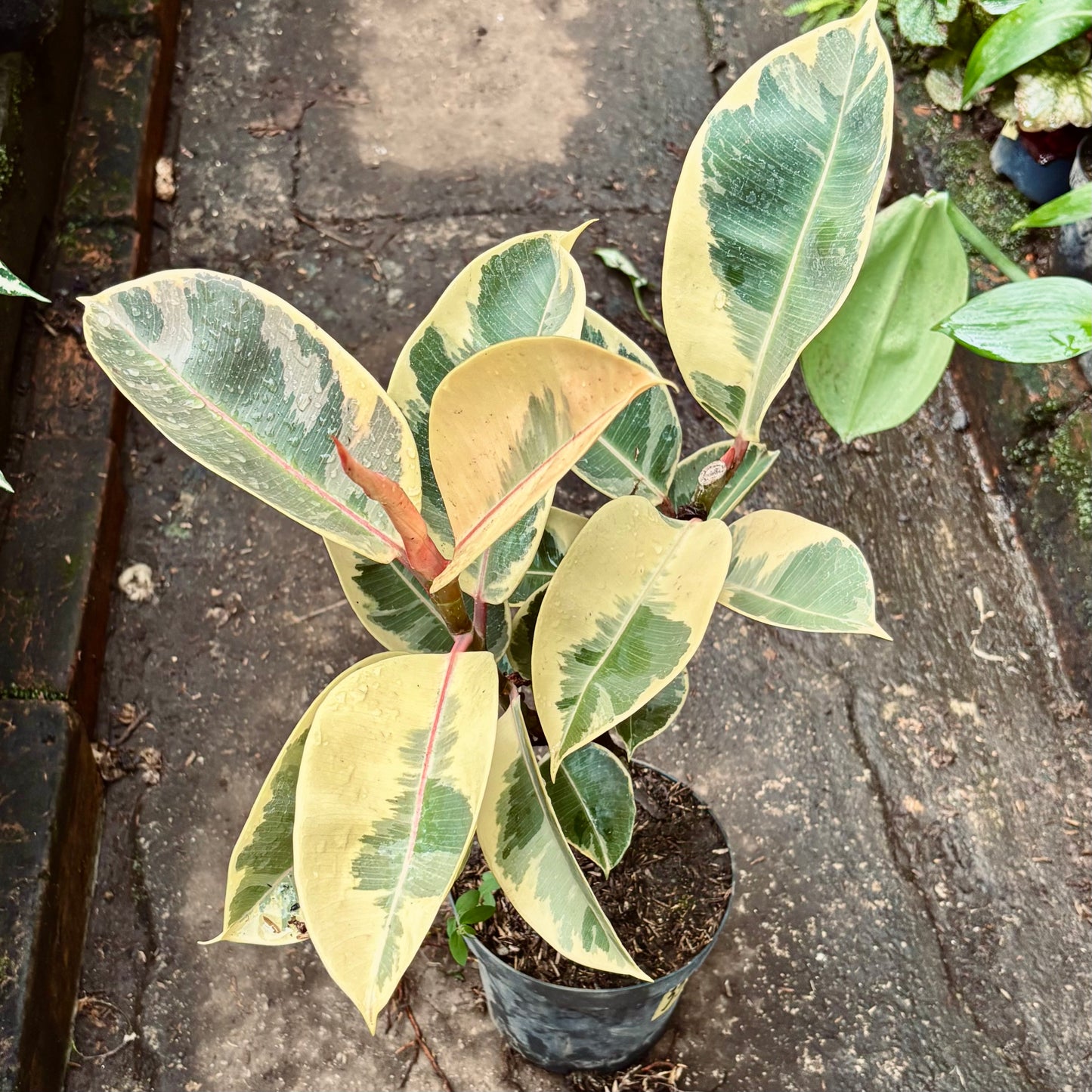 Ficus Elastica Tineke
