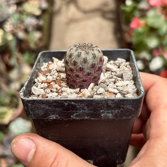 Cactus Sulcorebutia Rauschii