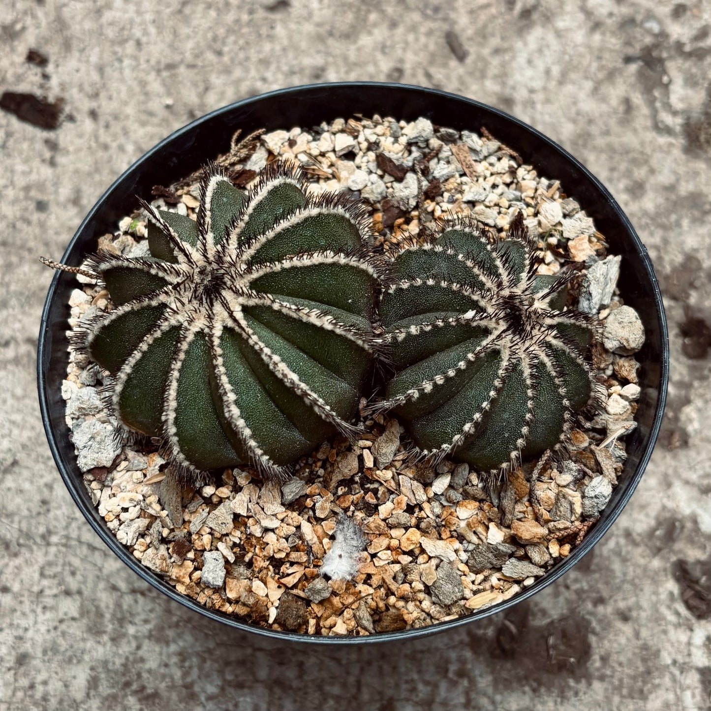 Cactus Uebelmannia Pectinifera