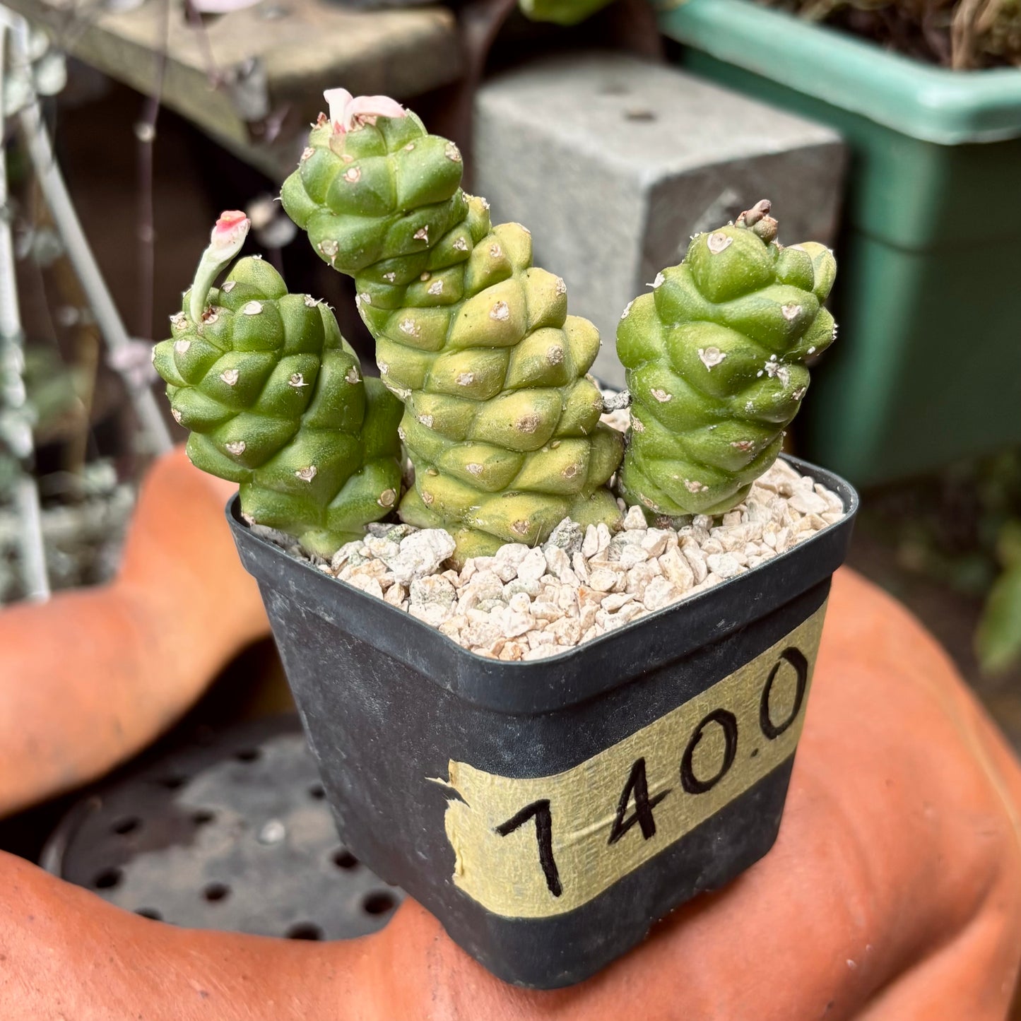 Cactus Euphorbia Ritchie Variegada