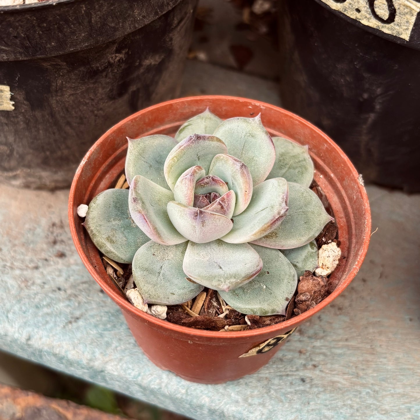 Suculenta Echeveria Blueberry
