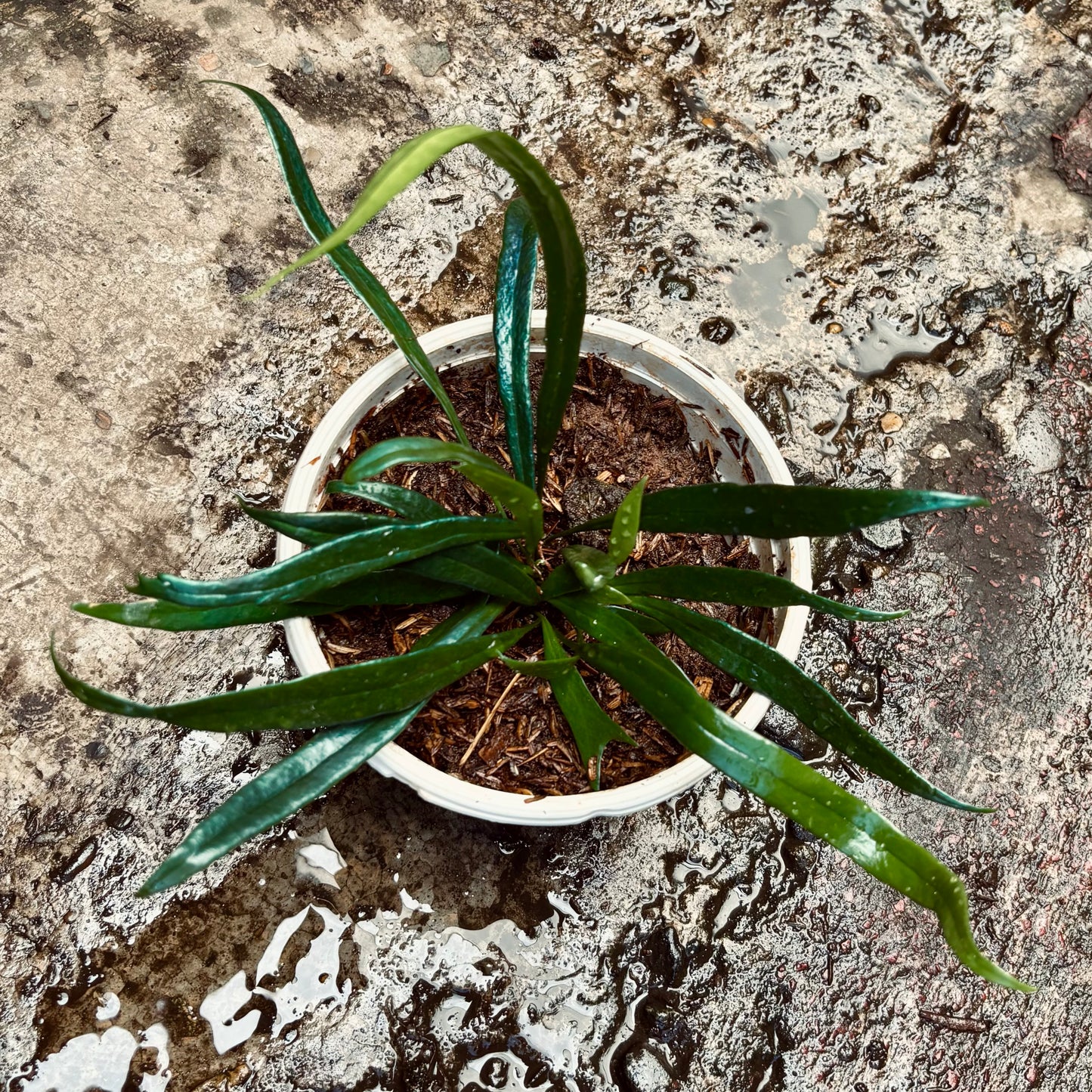 Microsorum Thailandicum-Helecho De Aceite Azul