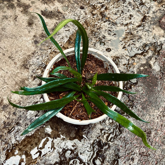 Microsorum Thailandicum-Helecho De Aceite Azul