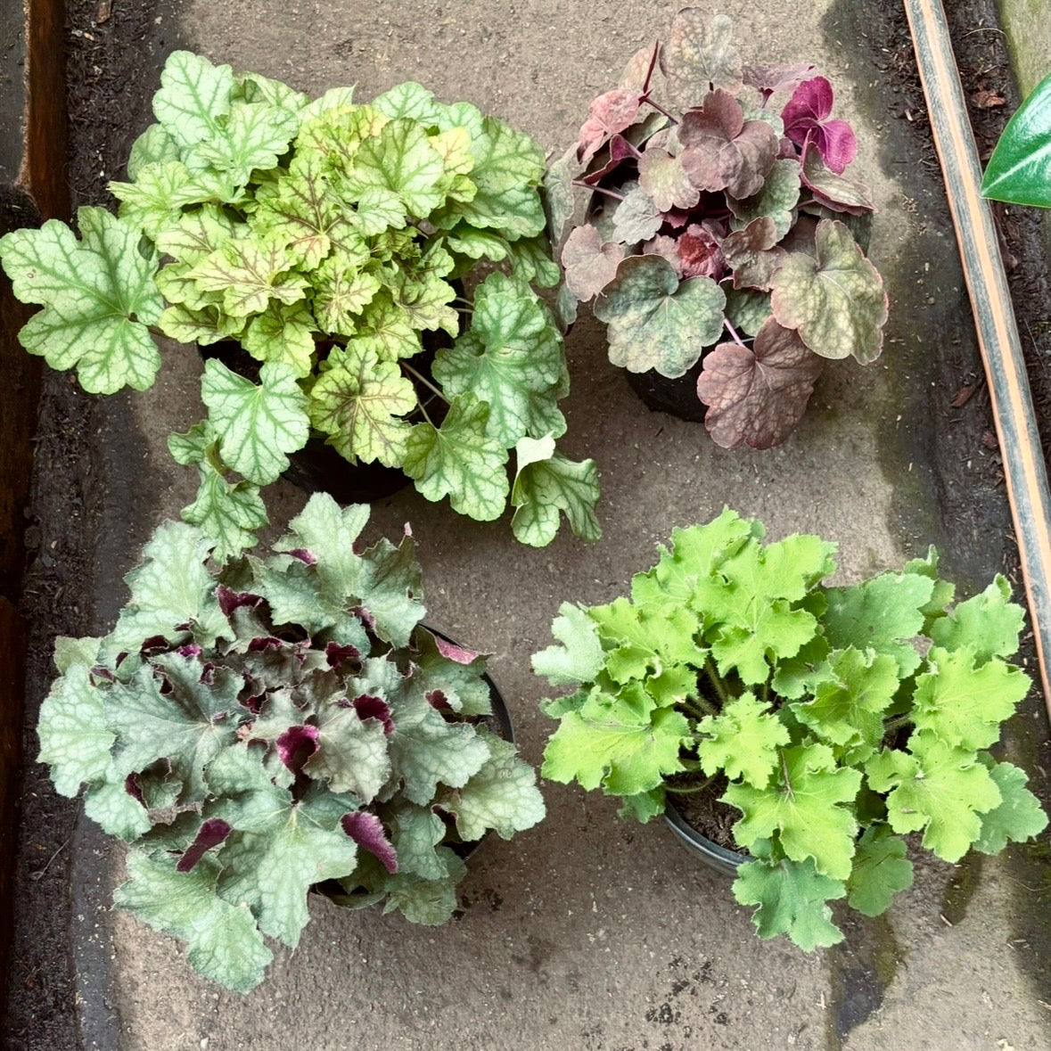 Heuchera
