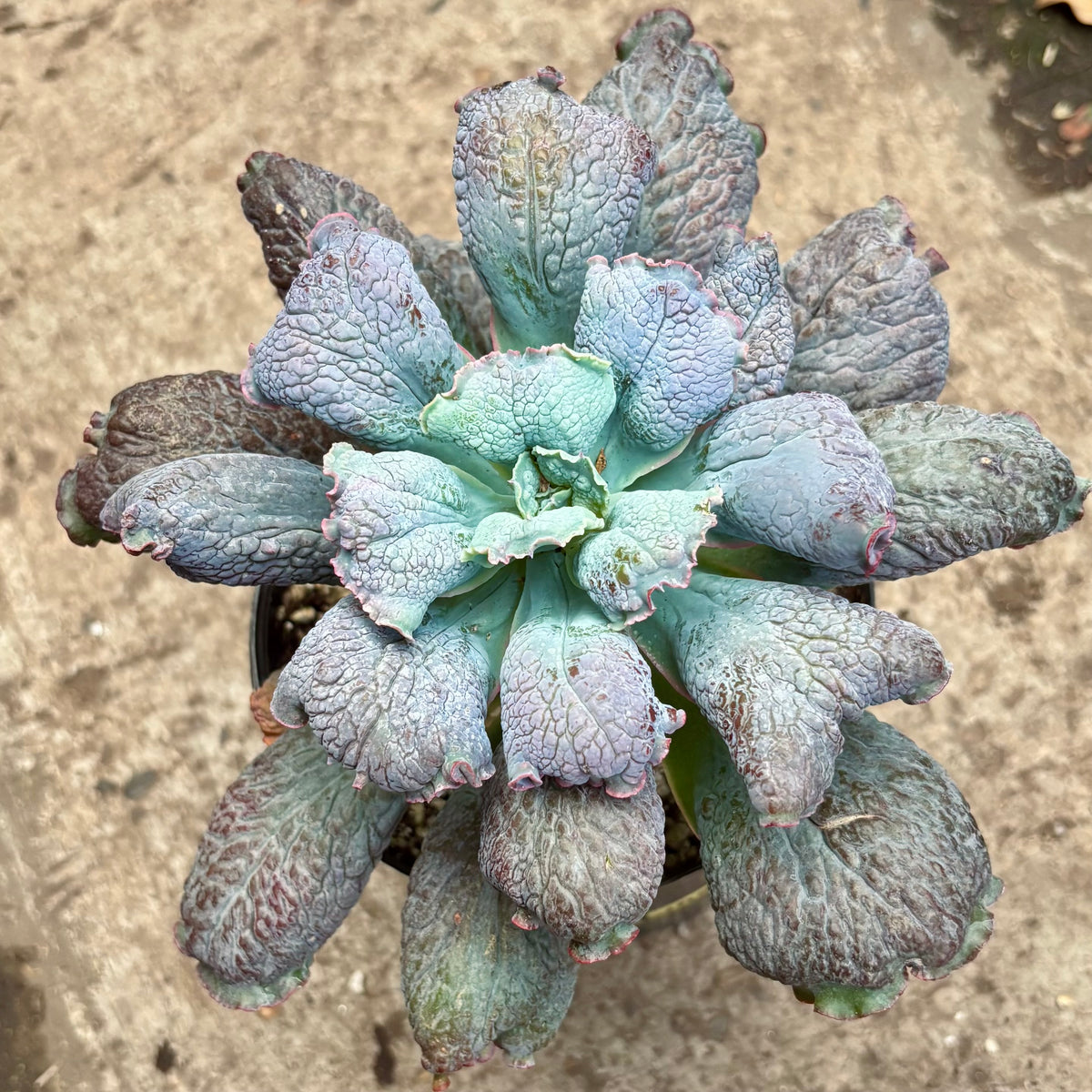 Suculenta Echeveria Linguas