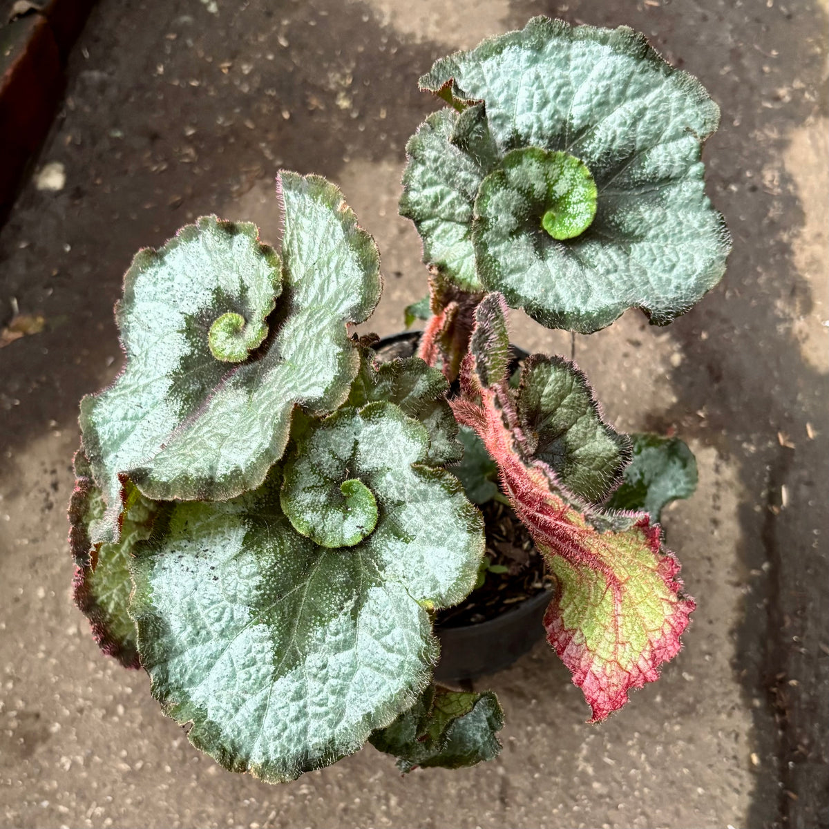 Begonia Rex Escargot “Begonia Caracol”