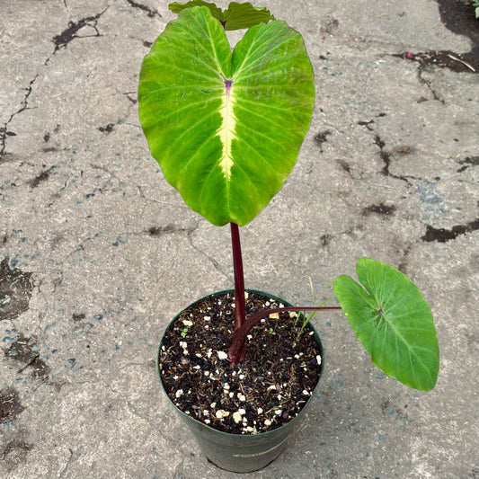 Colocasia White Lava