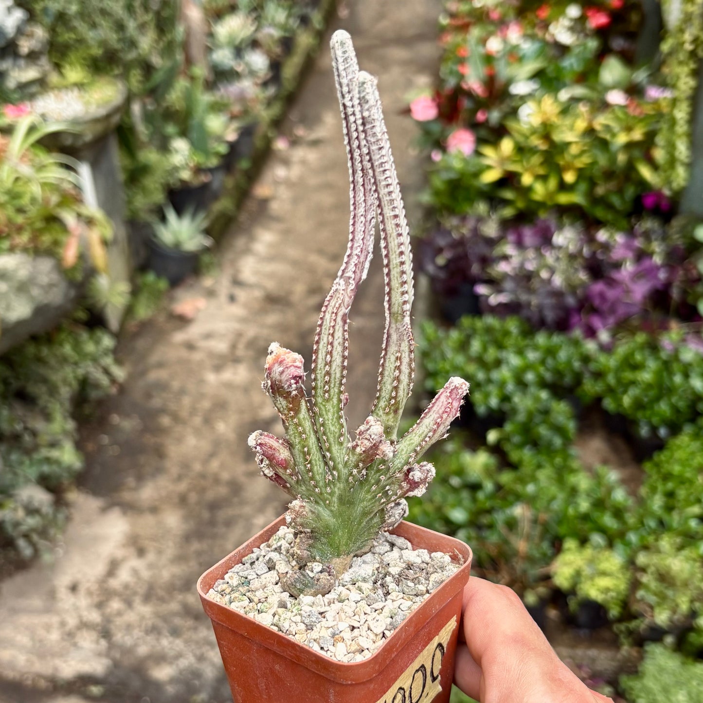 Cactus Monvillea Spegazzinii Cristata