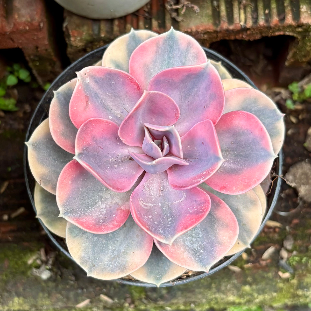 Suculenta Echeveria Rainbow