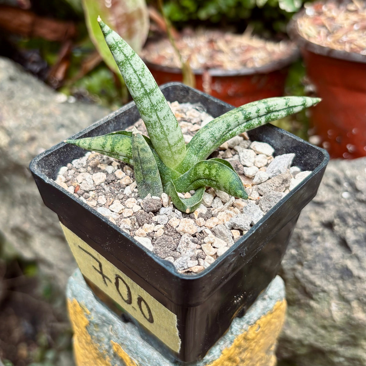 Sansevieria Cylindrica Skyline