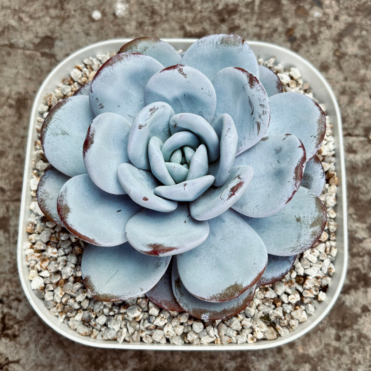 Suculenta Echeveria Laui
