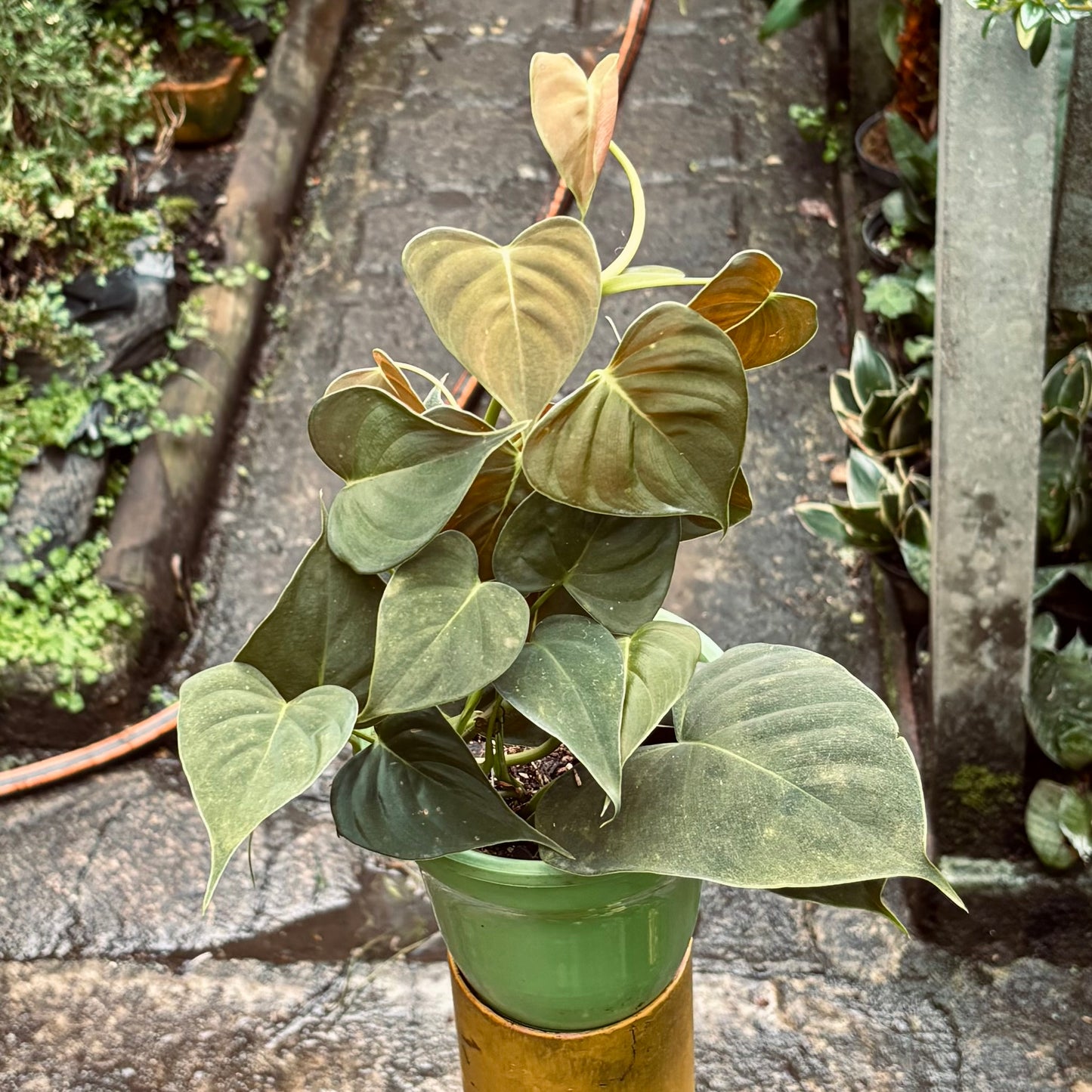Filodendro Lupinum