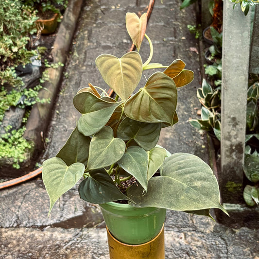 Filodendro Lupinum