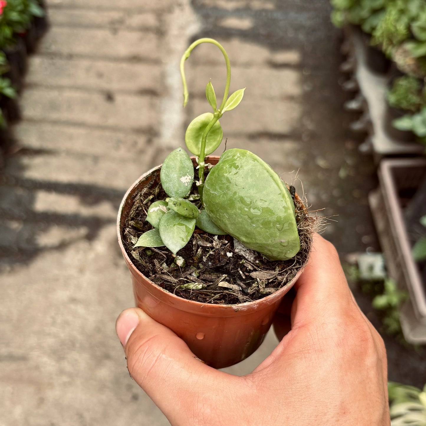Dischidia Pectinoides