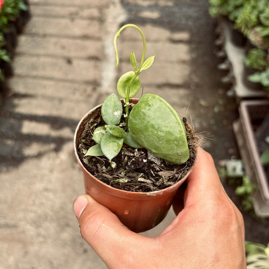 Dischidia Pectinoides