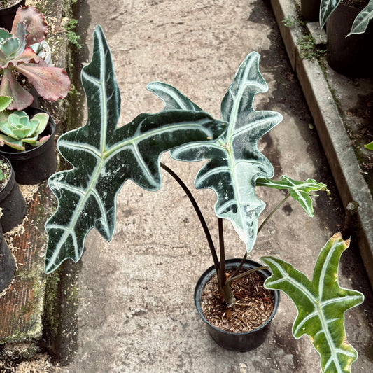 Alocasia Nobilis Pink Variegada