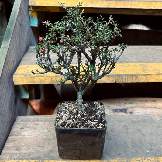 Bonsái Serissa Japonica