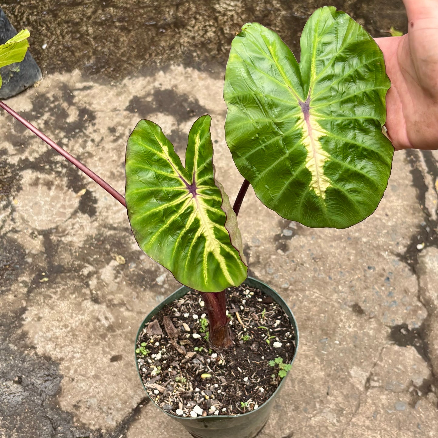 Colocasia White Lava