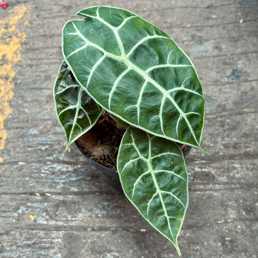 Alocasia Watsoniana