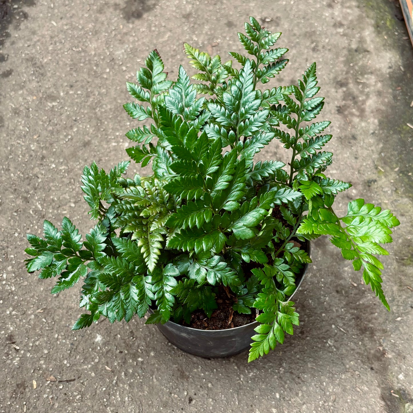 Rumohra Adiantiformis “Helecho Cuero”
