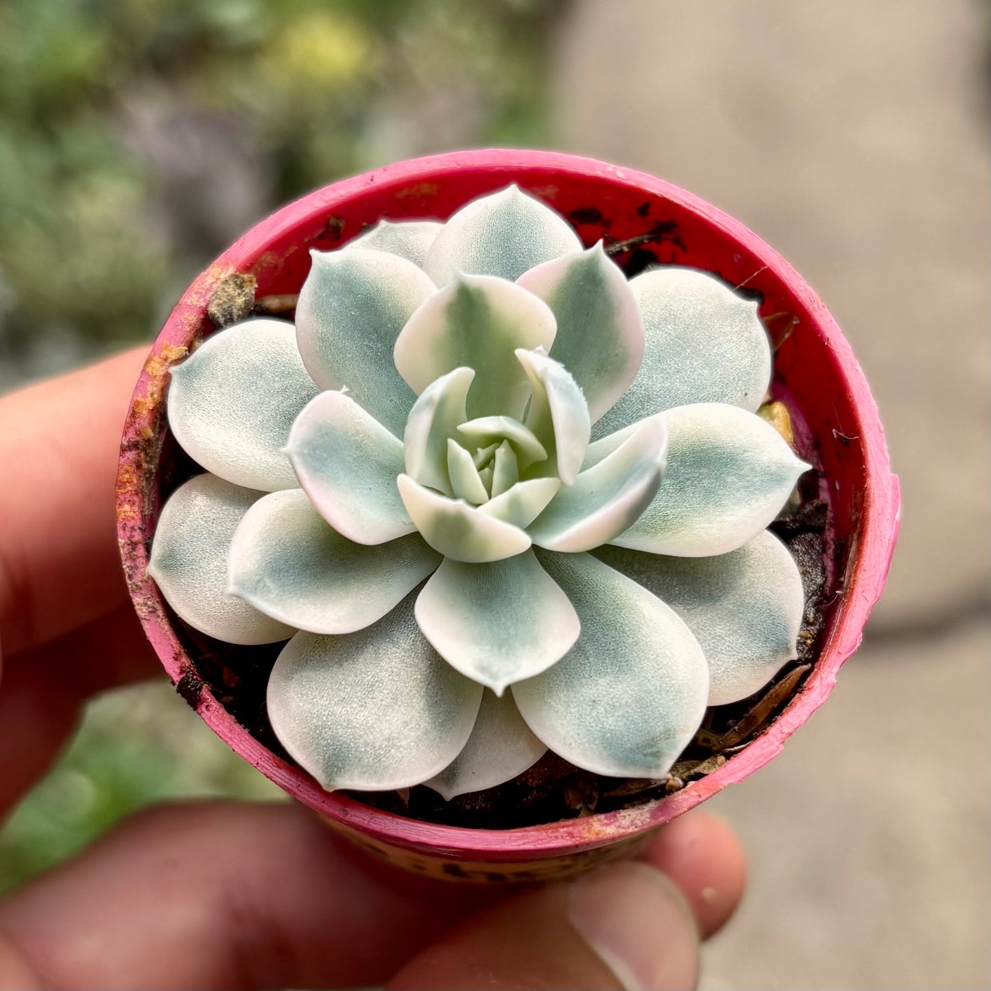 Suculenta Echeveria Akaihosi