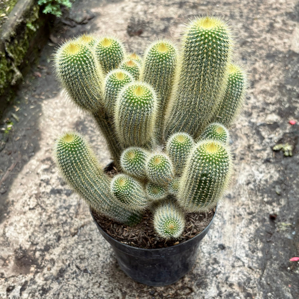 Cactus Golden