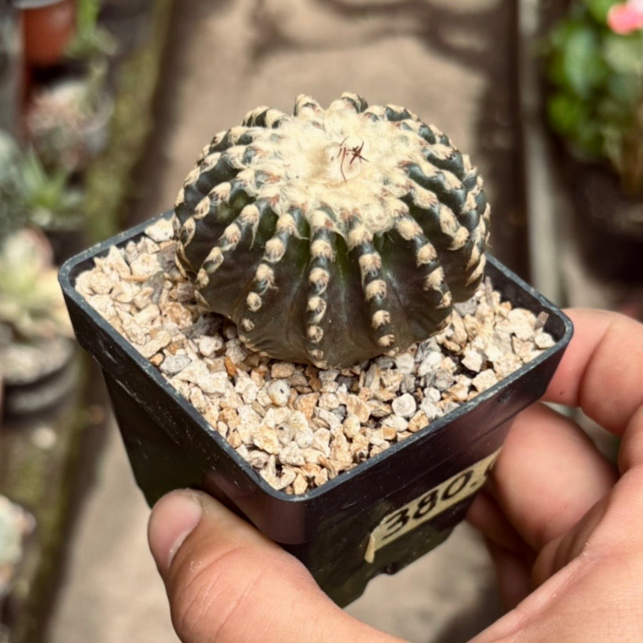 Cactus Discocactus Horstii