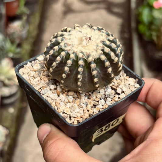 Cactus Discocactus Horstii