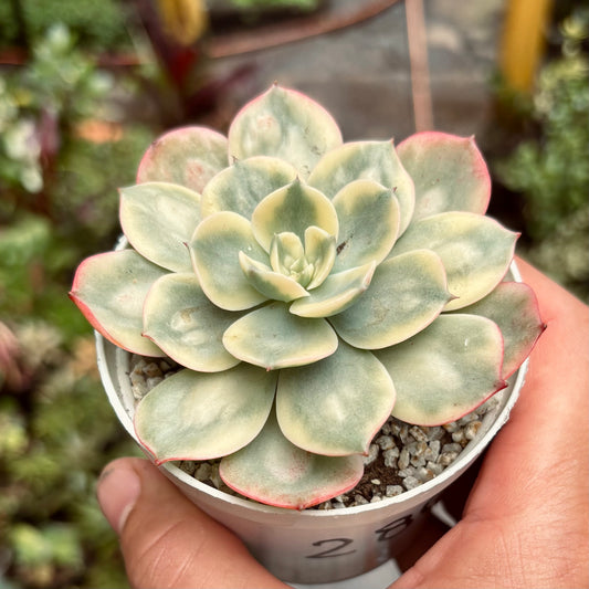 Suculenta Echeveria Raindrops Variegada