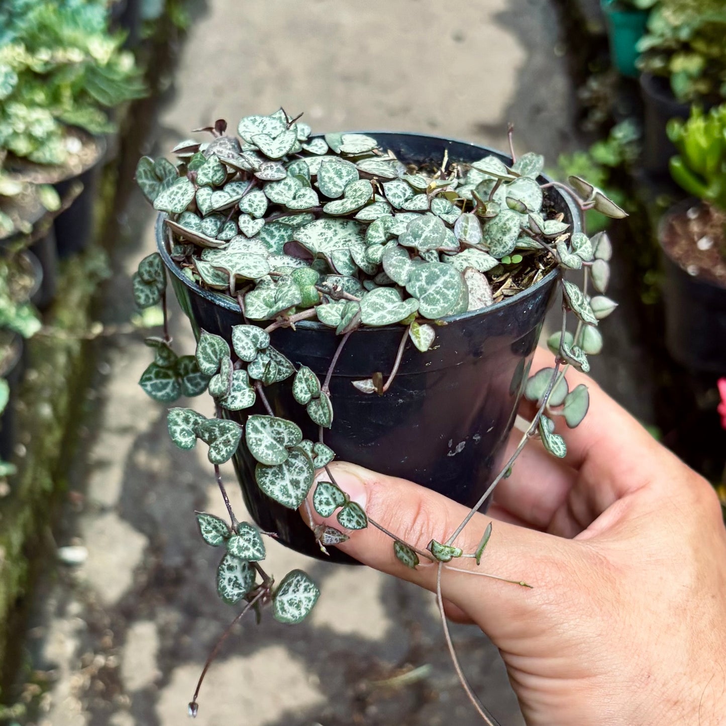 Suculenta Ceropegia Woodii