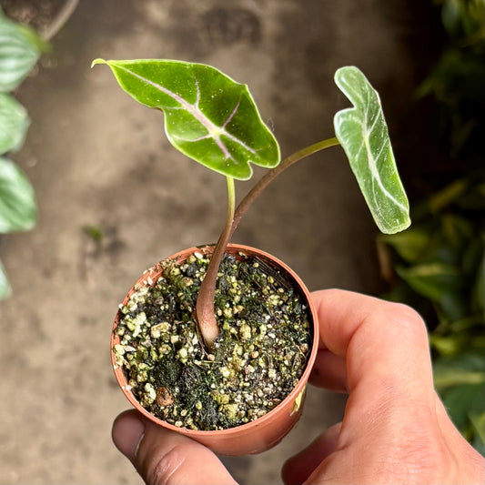 Alocasia Longiloba Suhirmaniana Purple Vein