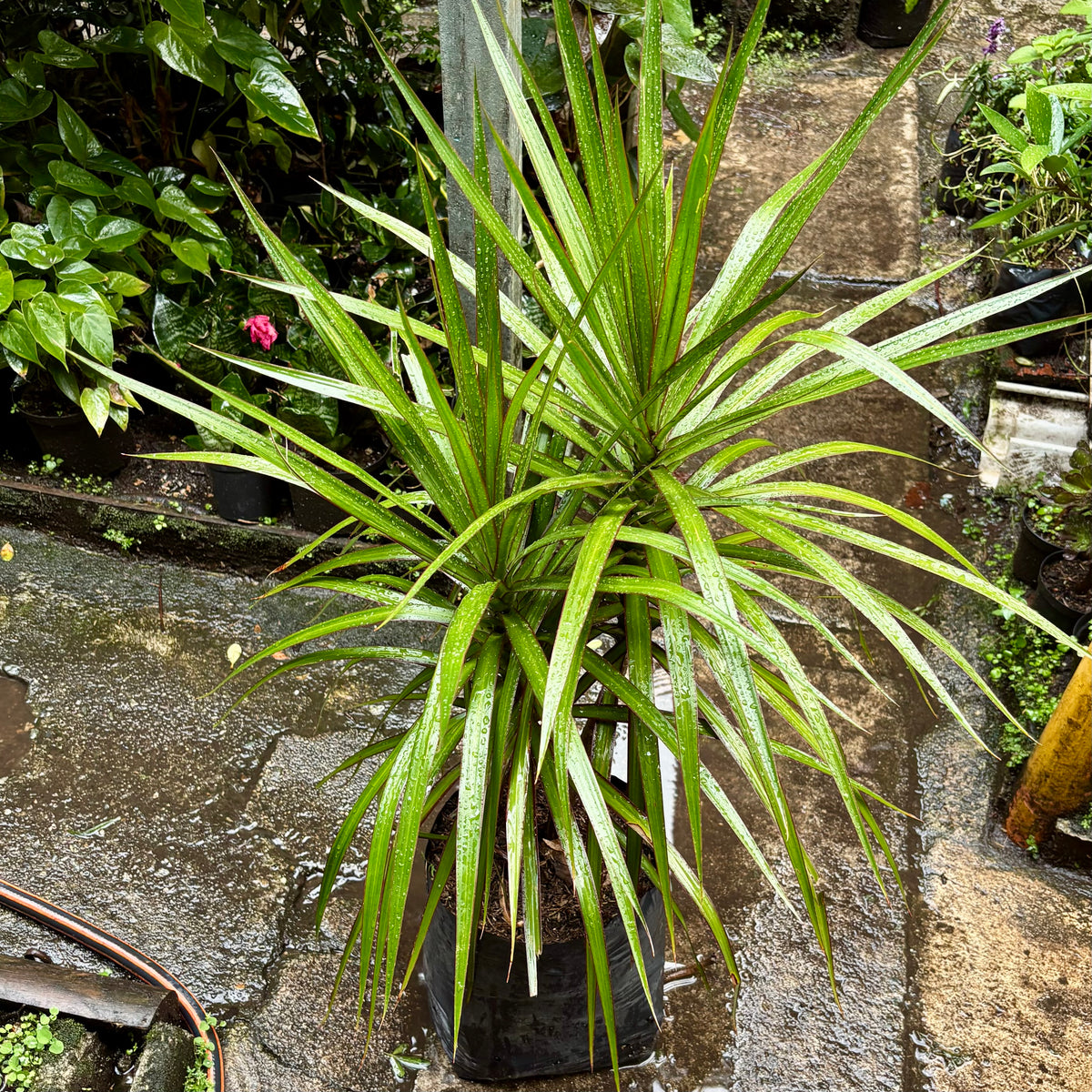 Dracaena Marginata