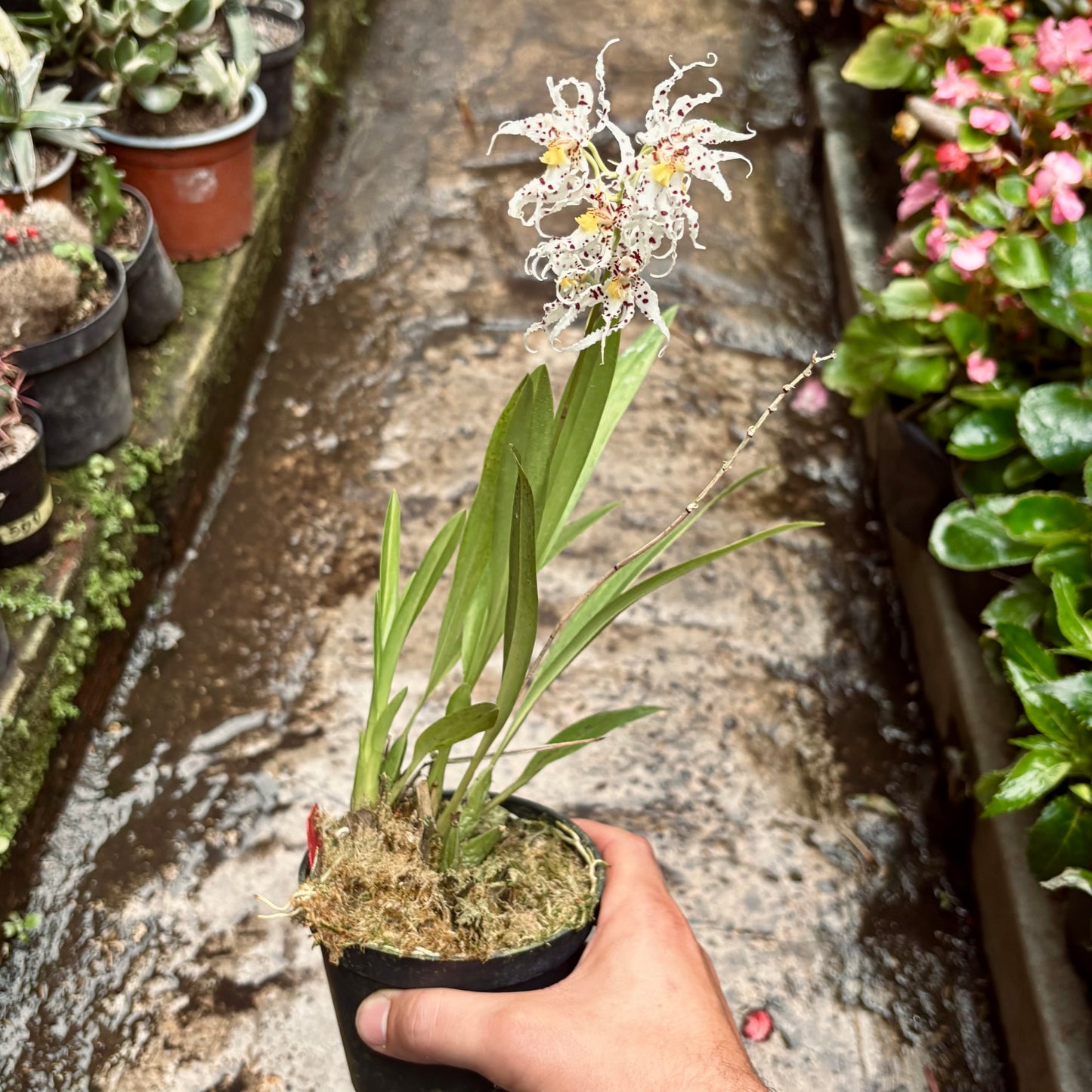 Orquídea Odontoglossum Naevium