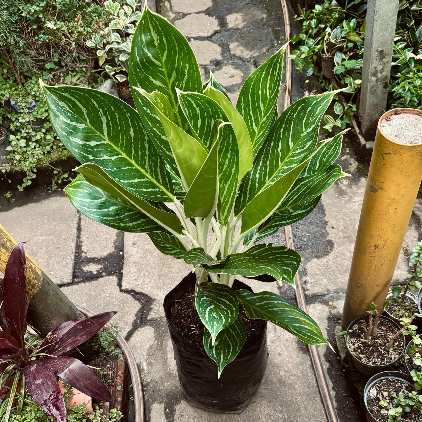 Aglaonema Ivy Green