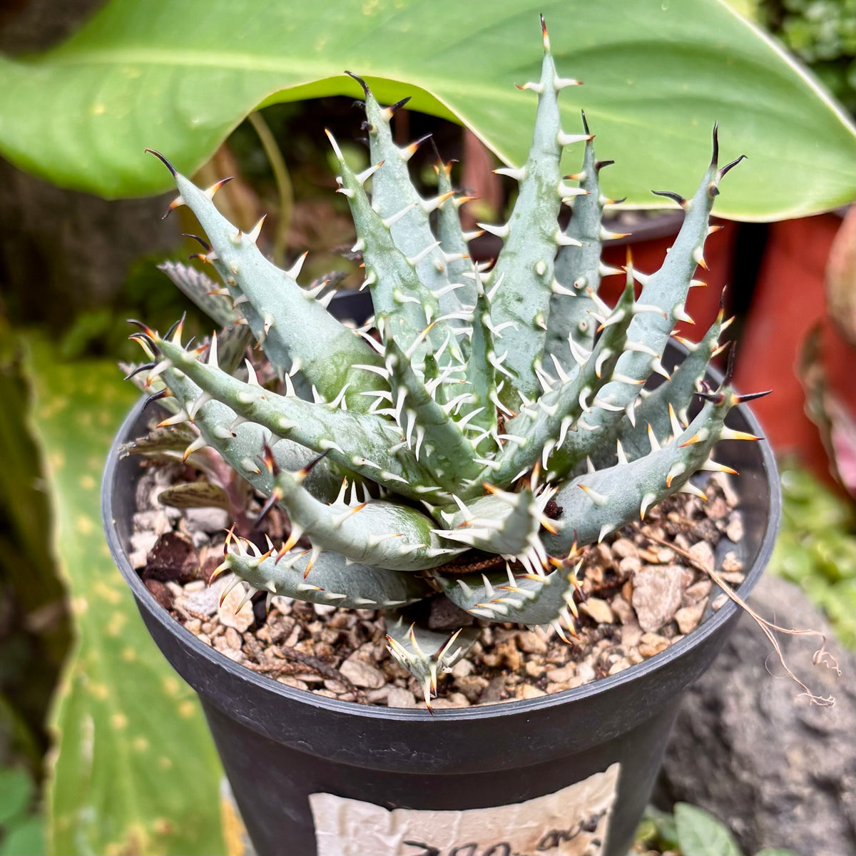 Aloe Erinacea