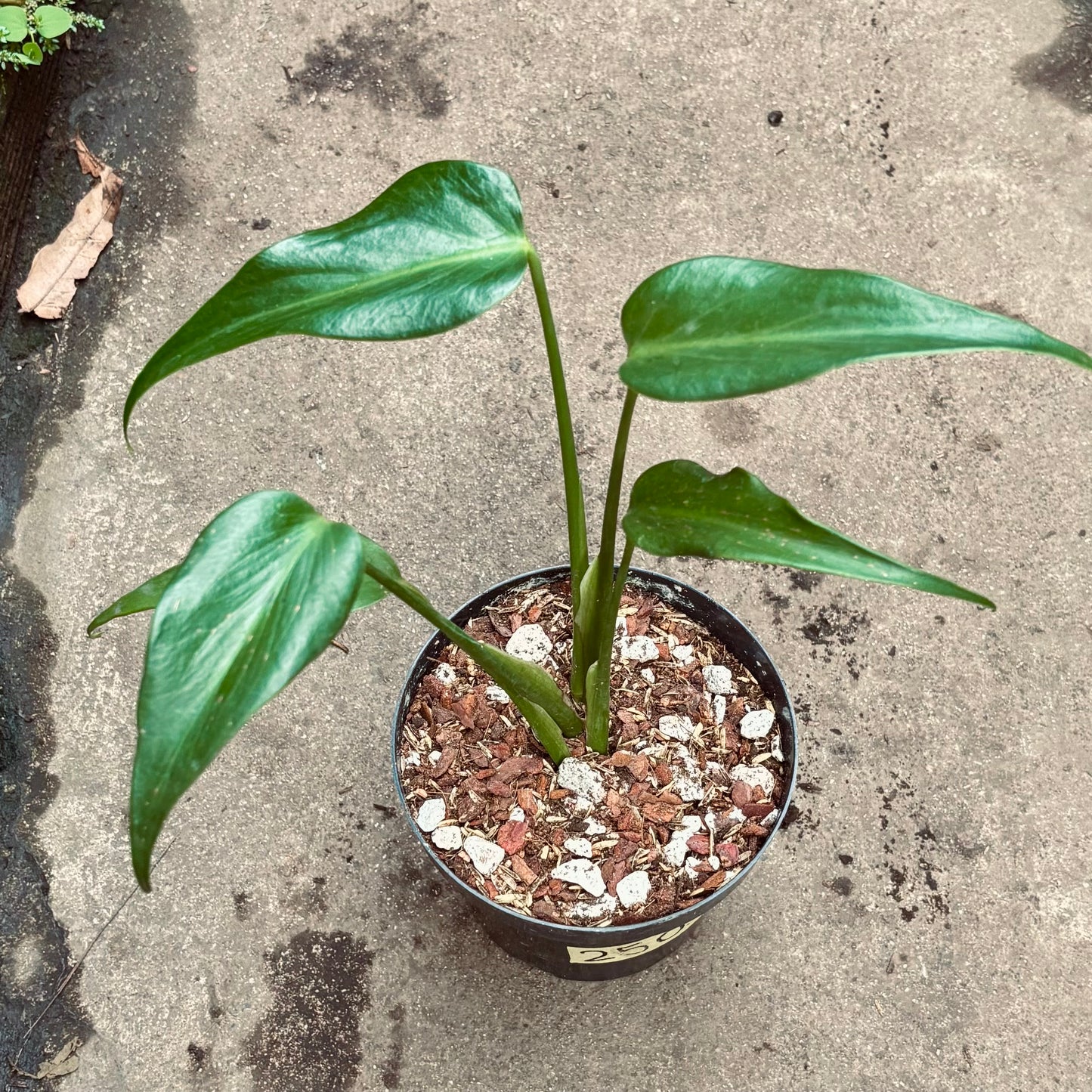 Monstera Burle Marx Flame