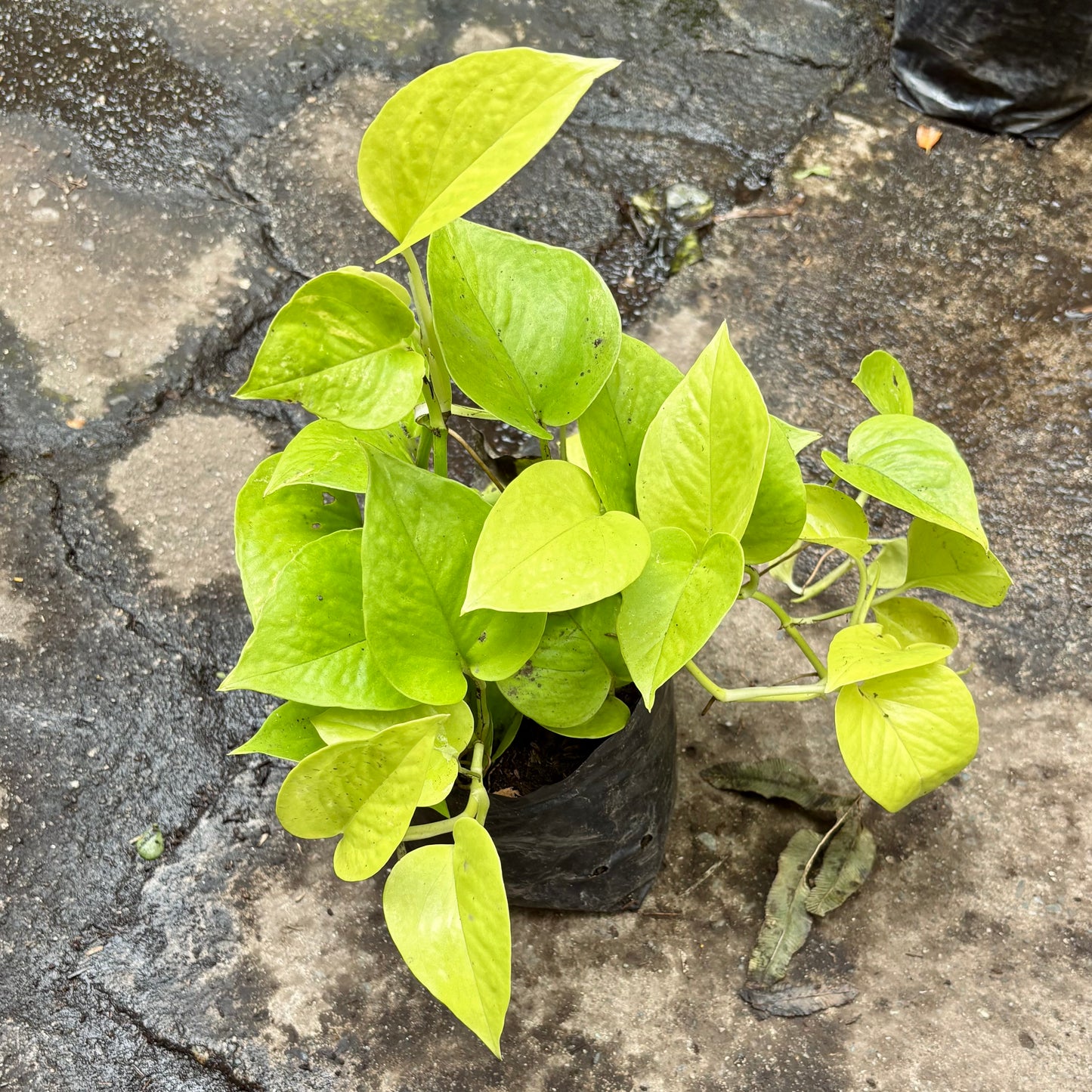 Epipremnum Pothos Neon