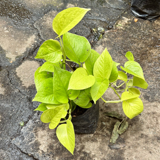 Epipremnum Pothos Neon