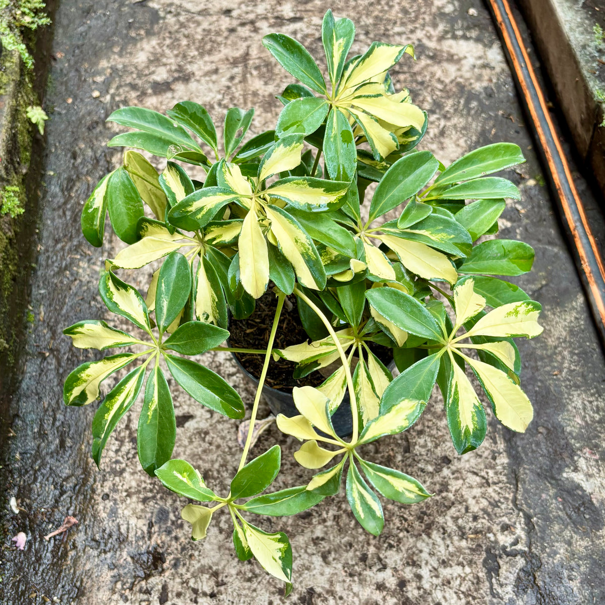 Schefflera Arboricola Gold Capella