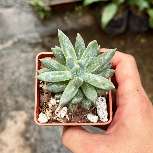Suculenta Pachyphytum Belgrave