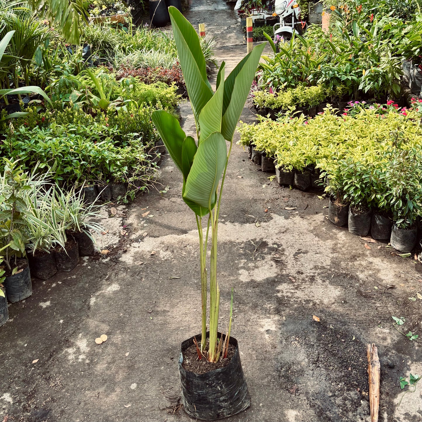 Calathea Lutea “Bijao”