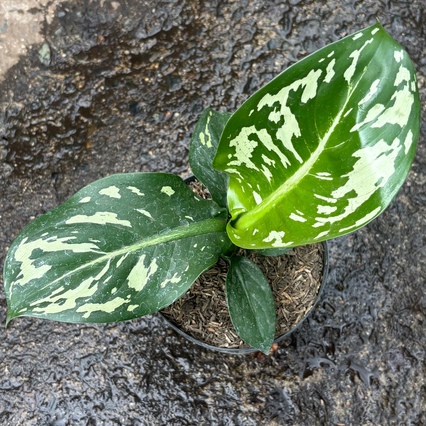 Dieffenbachia Chucha Macho Variegada