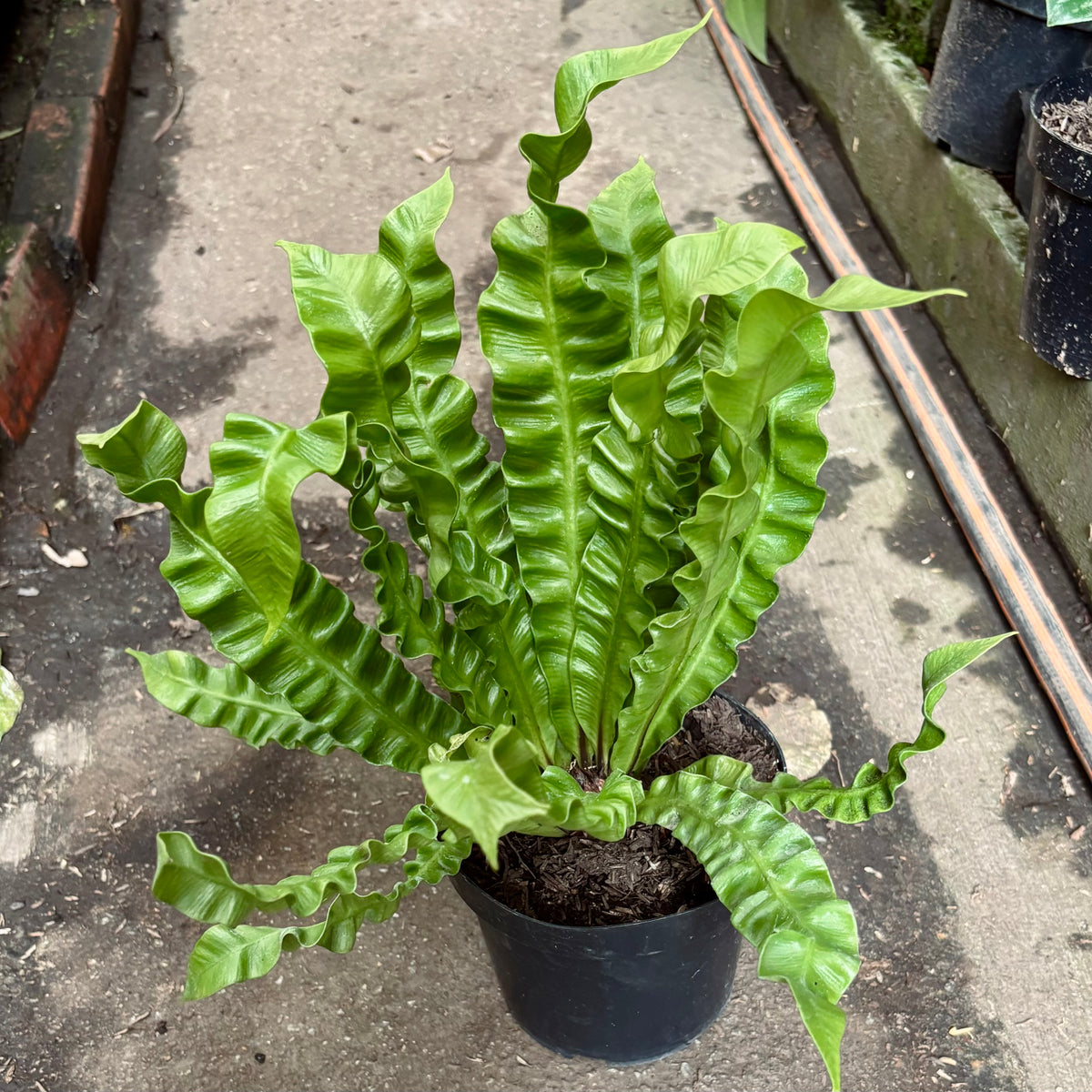 Asplenium Nidus “Helecho Nido De Ave”