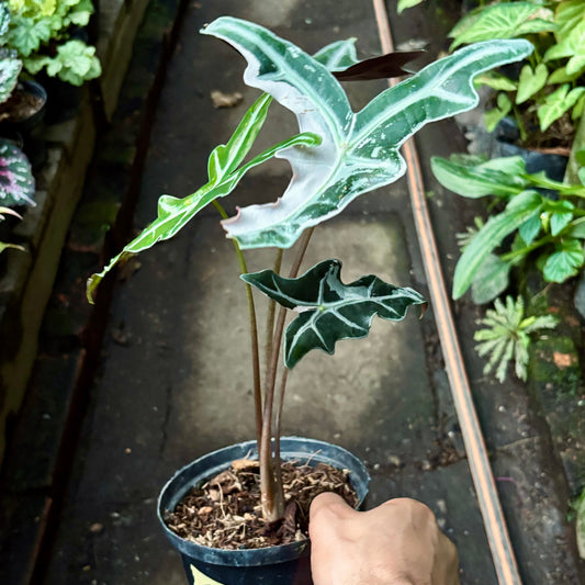 Alocasia Nobilis Pink Variegada