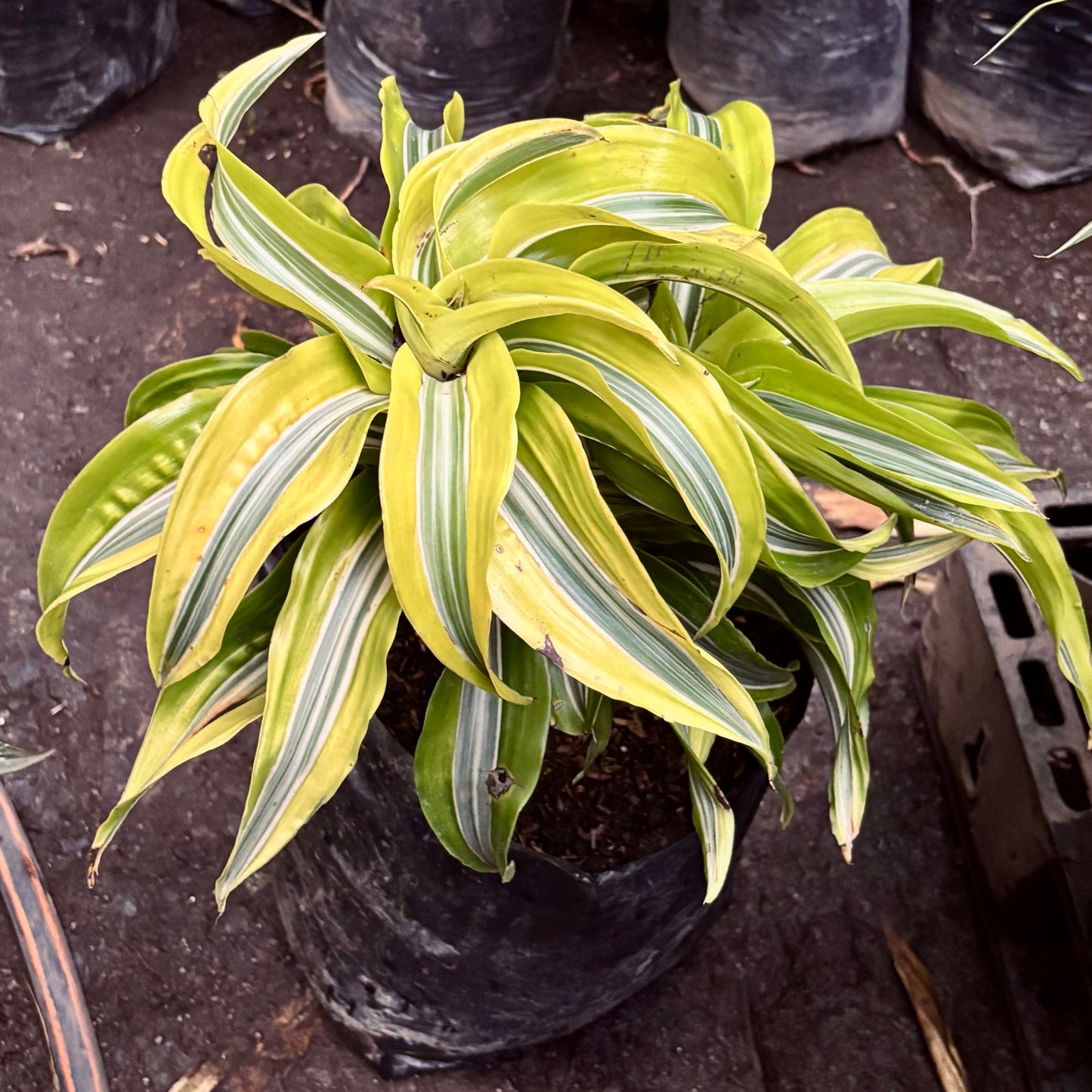 Dracaena Lemon Surprise